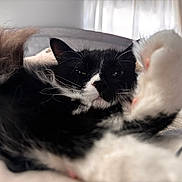 Tiko joined the competition — help win amazing prizes! animal, bed, black_and_white, blanket, cat, close_up, cozy, cute, domestic_cat, feline, fur, indoor, lying_down, paw, pet, relaxed, resting, sleepy, soft_light, whiskers