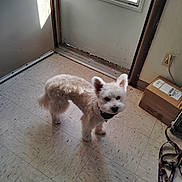 Duke Ogletree joined the competition — help win amazing prizes! dog, white_dog, indoor, floor, tile_floor, door, window, sunlight, box, leash, pet, curious, small_dog, fur, collar, shadow, wall, power_outlet, cord, home