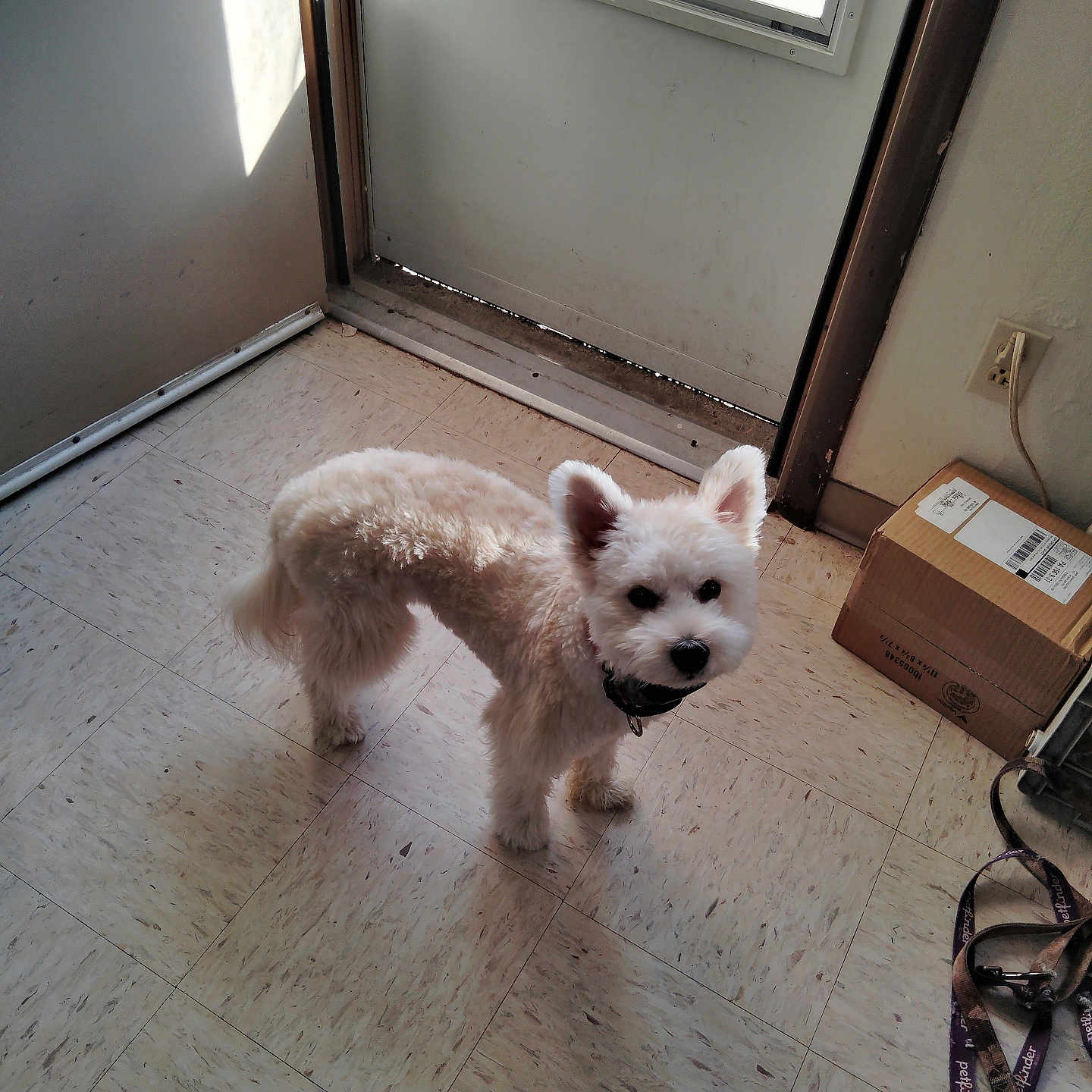 Duke Ogletree joined the competition — help win amazing prizes! box, collar, cord, curious, dog, door, floor, fur, home, indoor, leash, pet, power_outlet, shadow, small_dog, sunlight, tile_floor, wall, white_dog, window
