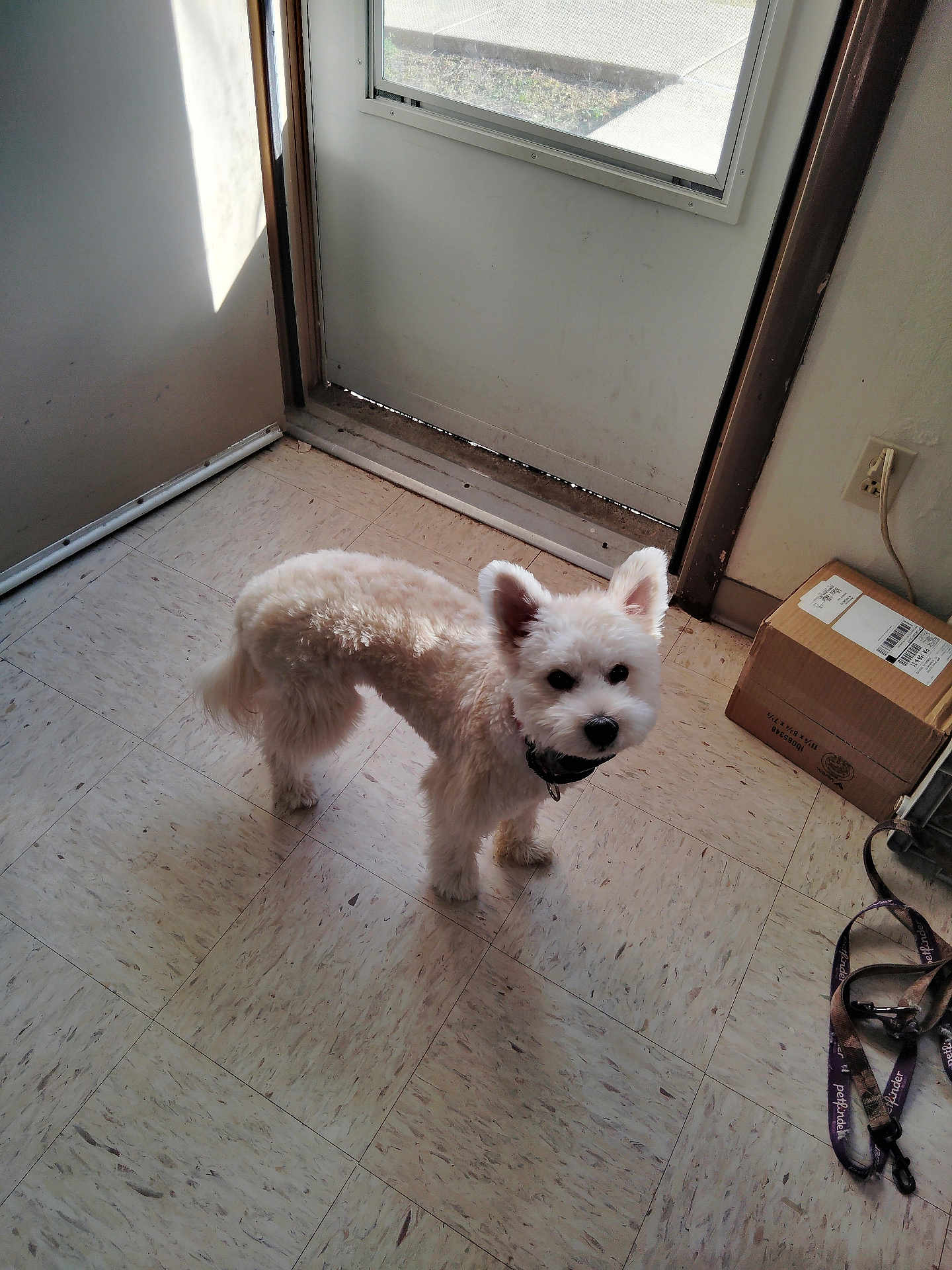 Duke Ogletree joined the competition — help win amazing prizes! dog, white_dog, indoor, floor, tile_floor, door, window, sunlight, box, leash, pet, curious, small_dog, fur, collar, shadow, wall, power_outlet, cord, home