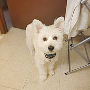 Duke Ogletree joined the competition — help win amazing prizes! animal, brown_door, collar, curious, cute, dog, domestic_animal, ears, floor, floor_tiles, fur, household, indoor, looking_up, metal_rack, pet, small_dog, tiled_floor, towel, white_dog