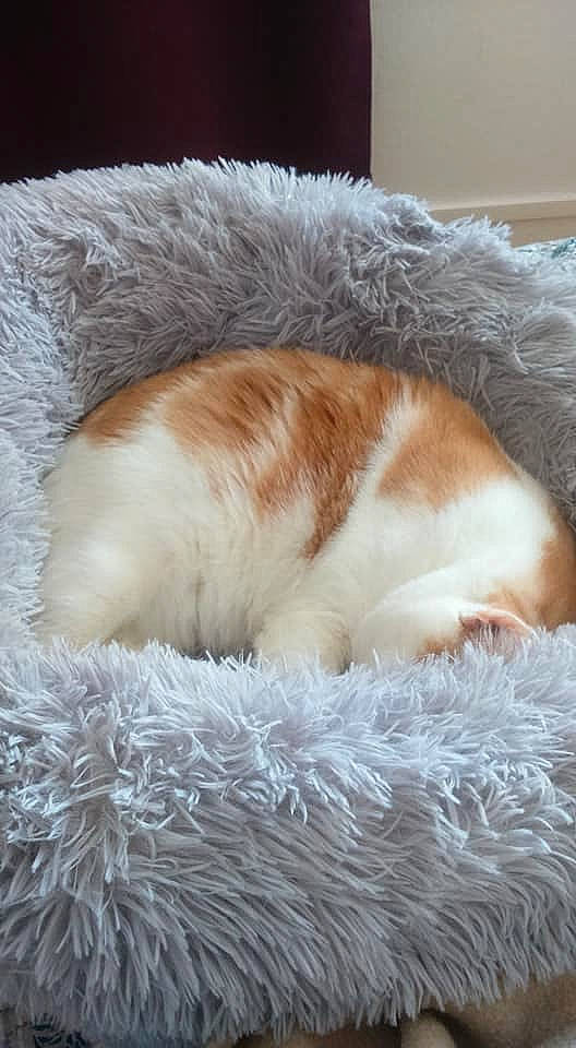 Finette a rejoint le concours — aidez-le/la à gagner de superbes lots ! carnivore, cat, cat_bed, cushion, fawn, felidae, fur, furniture, linens, nap, pillow, sleep, small_to_medium_sized_cats, tail, textile, whiskers