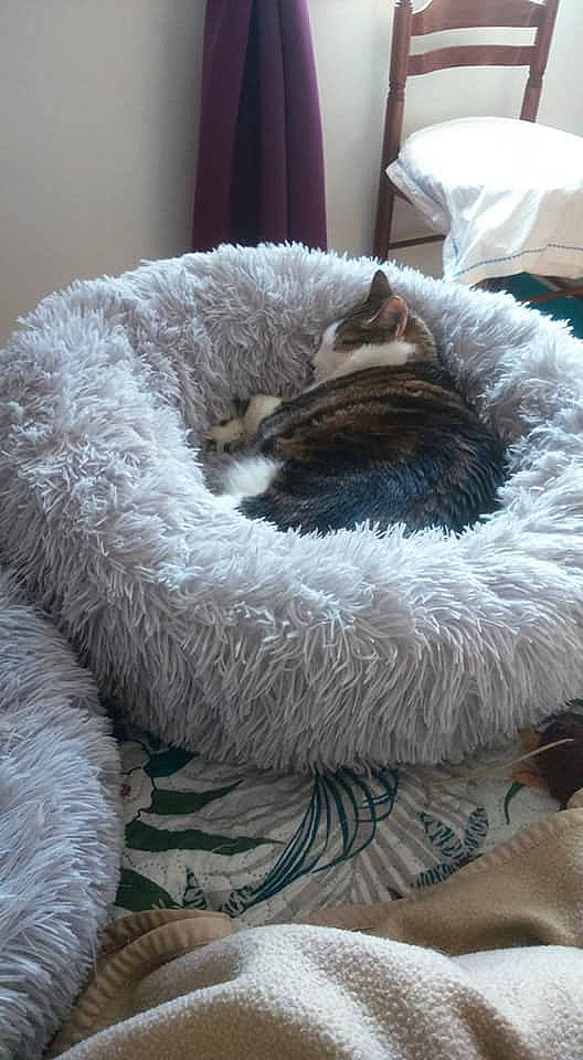 Finette a rejoint le concours — aidez-le/la à gagner de superbes lots ! canidae, carnivore, cat, cat_bed, comfort, dog_breed, felidae, fur, furniture, kitten, nap, small_to_medium_sized_cats, whiskers