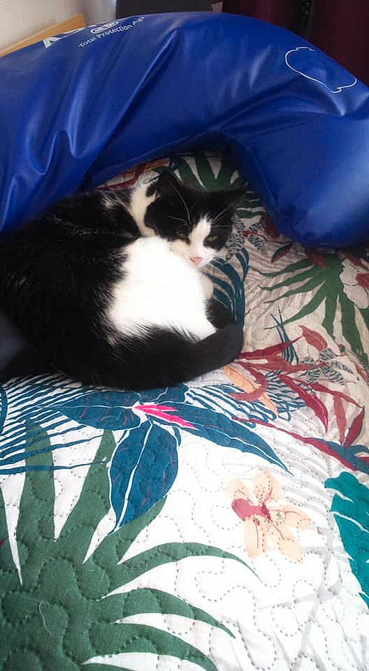 Finette a rejoint le concours — aidez-le/la à gagner de superbes lots ! carnivore, cat, felidae, fur, kitten, linens, nap, sleep, small_to_medium_sized_cats, tail, textile, whiskers