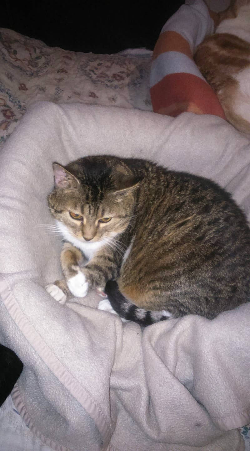 Finette a rejoint le concours — aidez-le/la à gagner de superbes lots ! aegean_cat, american_shorthair, asian, carnivore, cat, domestic_short_haired_cat, dragon_li, european_shorthair, felidae, fur, kitten, mammal, small_to_medium_sized_cats, tabby_cat, whiskers