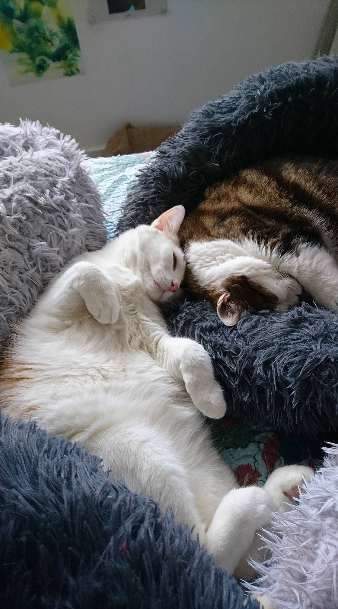 Caramel participe au concours pour gagner de l'argent avec cette photo : carnivore, cat, claw, comfort, domestic_short_haired_cat, fawn, felidae, fur, mammal, nap, paw, sleep, small_to_medium_sized_cats, snout, tail, terrestrial_animal, vertebrate, whiskers