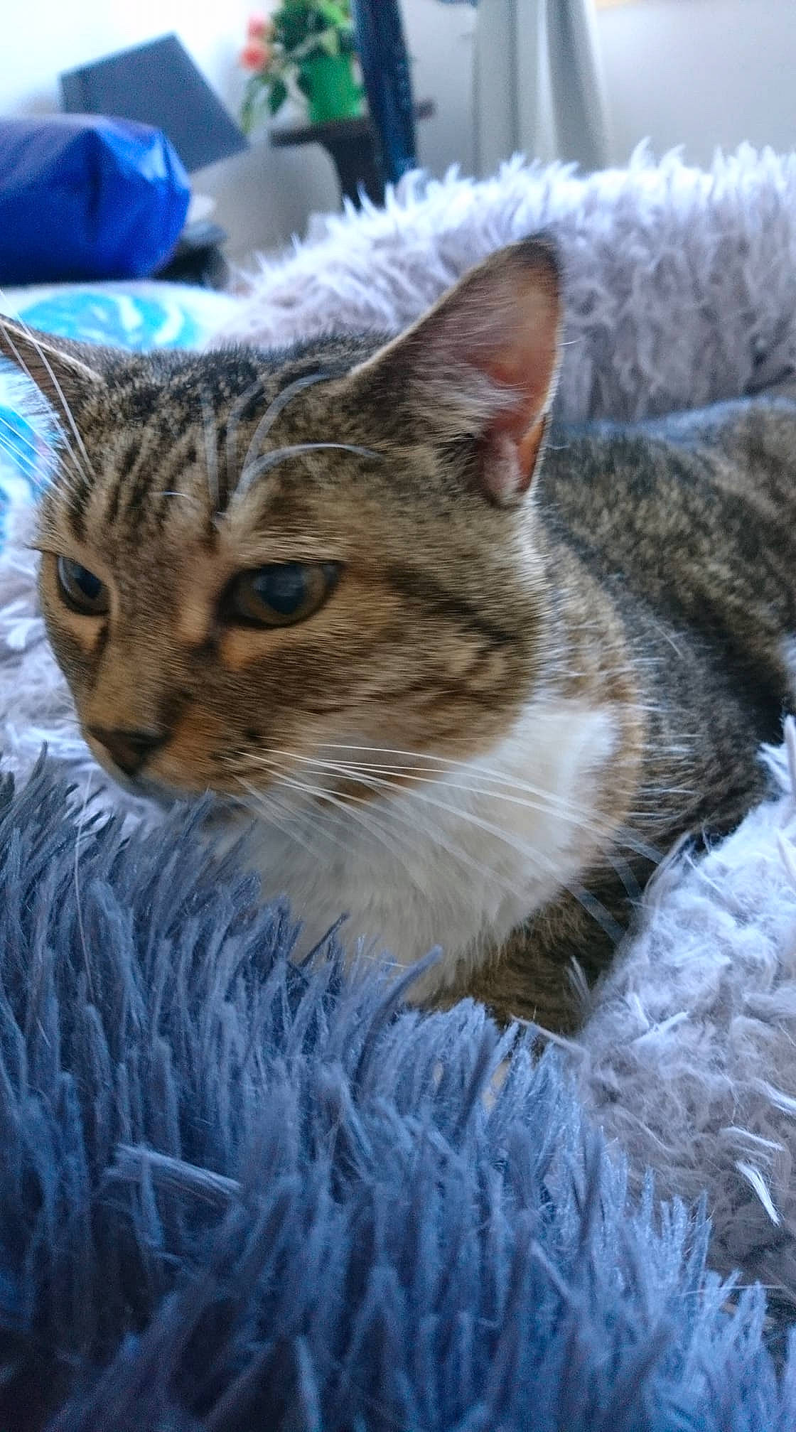 Caramel a rejoint le concours — aidez-le/la à gagner de superbes lots ! carnivore, cat, claw, close_up, domestic_short_haired_cat, felidae, freezing, fur, grass, painting, paw, small_to_medium_sized_cats, snout, terrestrial_animal, tree, whiskers, wildlife, window, winter