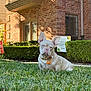 Penny joined the competition — help win amazing prizes! dog, french_bulldog, grass, house, brick_wall, hedge, pet_tag, outdoor, sunlight, collar, animal, canine, yard, window, shrubbery, daytime, small_dog, resting, cute, suburb
