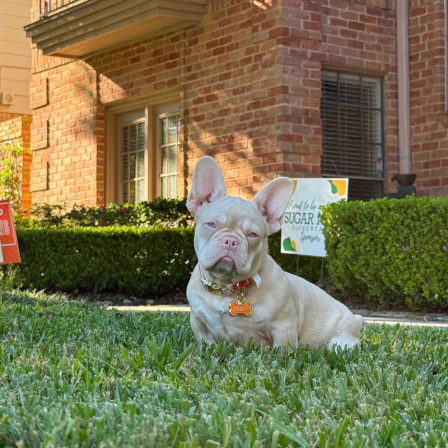 Penny joined the competition — help win amazing prizes! animal, brick_wall, canine, collar, cute, daytime, dog, french_bulldog, grass, hedge, house, outdoor, pet_tag, resting, shrubbery, small_dog, suburb, sunlight, window, yard