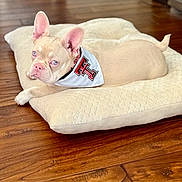 Penny joined the competition — help win amazing prizes! french_bulldog, puppy, dog, bandana, cushion, wooden_floor, indoor, pet, cute, relaxed, animal, small_dog, white_bandana, ears, fur, looking, lying_down, soft_texture, floor, domestic_animal