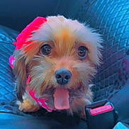 Princess Maddy is registered to the contest to win money with this photo: animal, car_interior, close_up, companion, cute, dog, domestic_animal, expression, fur, happy, leather, pet, pink_bow, seat, seatbelt_buckle, small_dog, tongue_out, transportation, travel, vehicle