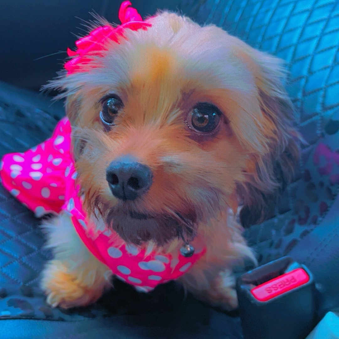 Princess Maddy joined the competition — help win amazing prizes! accessory, adorable, animal, bow, car_interior, car_seat, closeup, cup_holder, cute, dog, domestic_animal, fur, indoor, leather_seat, looking_up, pet, pink_outfit, polka_dots, seatbelt, small_dog