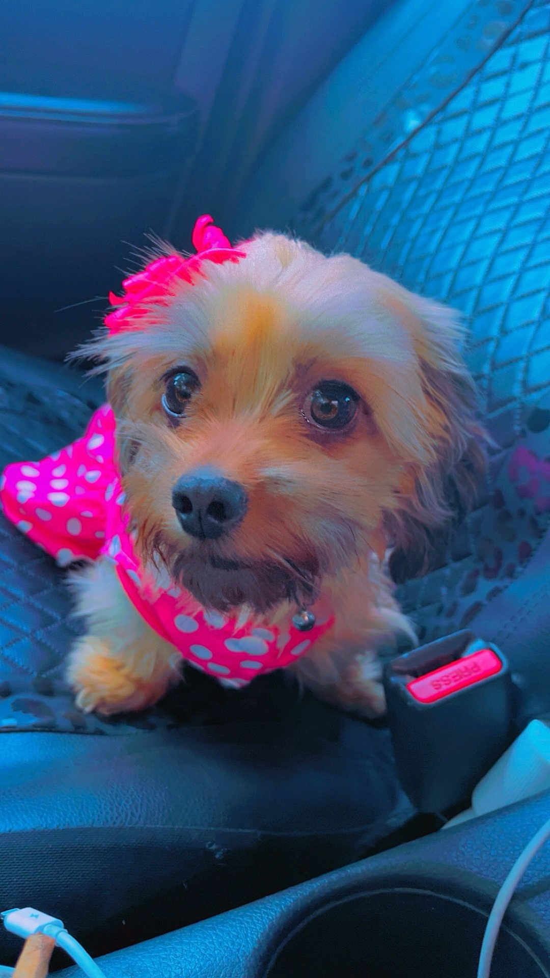 Princess Maddy joined the competition — help win amazing prizes! accessory, adorable, animal, bow, car_interior, car_seat, closeup, cup_holder, cute, dog, domestic_animal, fur, indoor, leather_seat, looking_up, pet, pink_outfit, polka_dots, seatbelt, small_dog