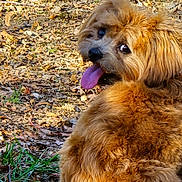 Alma a rejoint le concours — aidez-le/la à gagner de superbes lots ! dog, shaggy_dog, golden_brown_fur, long_hair, tongue_out, sitting, outdoors, autumn, fallen_leaves, nature, animal, pet, portrait, looking_back, playful, happy, sunlight, ground, grass, fluffy_tail