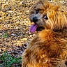 dog, shaggy_dog, golden_brown_fur, long_hair, tongue_out, sitting, outdoors, autumn, fallen_leaves, nature, animal, pet, portrait, looking_back, playful, happy, sunlight, ground, grass, fluffy_tail