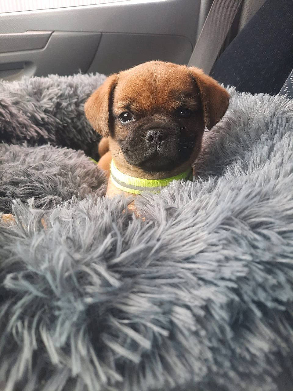 Sharly participe au concours pour gagner de l'argent avec cette photo : carnivore, comfort, companion_dog, couch, dog, dog_breed, fawn, fur, linens, liver, natural_material, pug, puggle, snout, sporting_group, terrestrial_animal, toy_dog, whiskers, working_animal, wrinkle