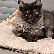 Yoshi a rejoint le concours — aidez-le/la à gagner de superbes lots ! cat, gray_cat, fluffy, yellow_eyes, pet, animal, indoor, blanket, chair, feline, cute, relaxed, domestic_cat, fur, whiskers, ears, paw, resting, cozy, soft