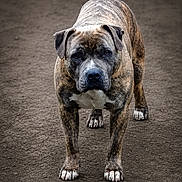 Aiko a rejoint le concours — aidez-le/la à gagner de superbes lots ! alert, animal, brindle, canine, companion, dog, ears, four_legs, friendly, fur, ground, loyal, mammal, nature, outdoor, paw, pet, portrait, snout, standing