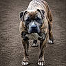 alert, animal, brindle, canine, companion, dog, ears, four_legs, friendly, fur, ground, loyal, mammal, nature, outdoor, paw, pet, portrait, snout, standing