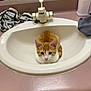 cat, orange_cat, white_cat, bathroom_sink, sink, mirror, bathroom, countertop, striped_cloth, toothbrush, toothpaste, faucet, pet, cute, domestic_animal, reflection, curious, indoor, small_cat, resting