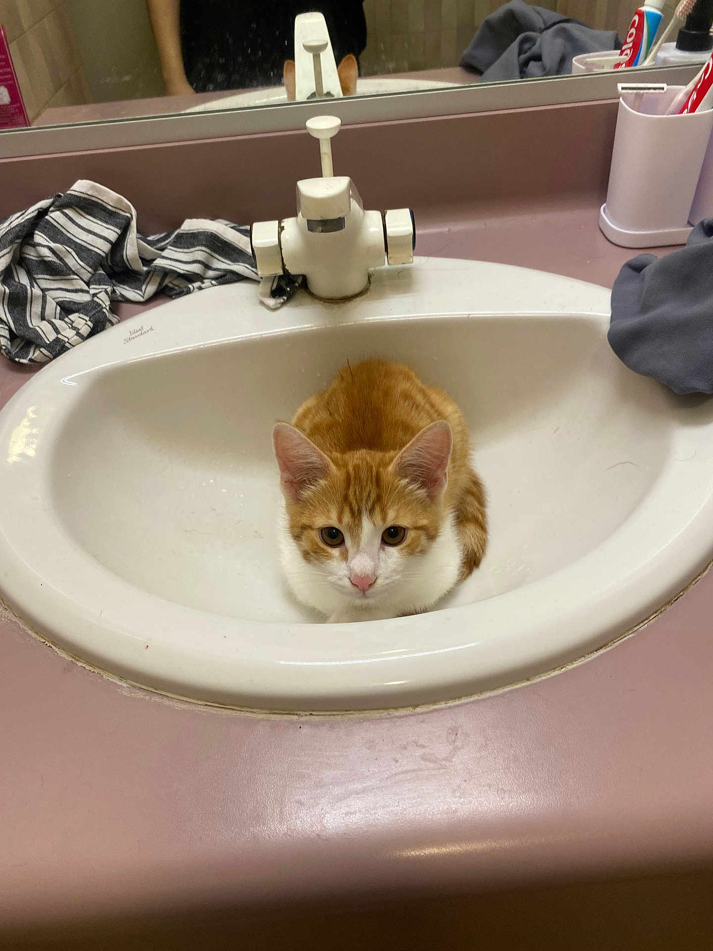 Boo a rejoint le concours — aidez-le/la à gagner de superbes lots ! cat, orange_cat, white_cat, bathroom_sink, sink, mirror, bathroom, countertop, striped_cloth, toothbrush, toothpaste, faucet, pet, cute, domestic_animal, reflection, curious, indoor, small_cat, resting