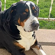 Lady Gaga joined the competition — help win amazing prizes! animal, calm, canine, closeup, concrete, daylight, dog, domestic_animal, fence, grass, mammal, nature, outdoor, pet, portrait, relaxed, resting, side_view, sunlight, tricolor