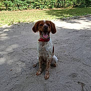 Alvin participe au concours pour gagner de l'argent avec cette photo : animal, brown_and_white, canine, dog, ears, fur, greenery, happy, hedge, nature, outdoor, path, pet, red_collar, sand, shadow, sitting, smiling, sunlight, tongue_out