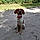 Alvin