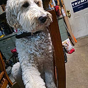 Nikki joined the competition — help win amazing prizes! dog, curly_fur, white_dog, wooden_chair, indoor, garage, workshop, furniture, pet, collar, side_view, animal, floor, sign, tools, sitting, calm, close_up, domestic, household