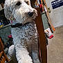 dog, curly_fur, white_dog, wooden_chair, indoor, garage, workshop, furniture, pet, collar, side_view, animal, floor, sign, tools, sitting, calm, close_up, domestic, household