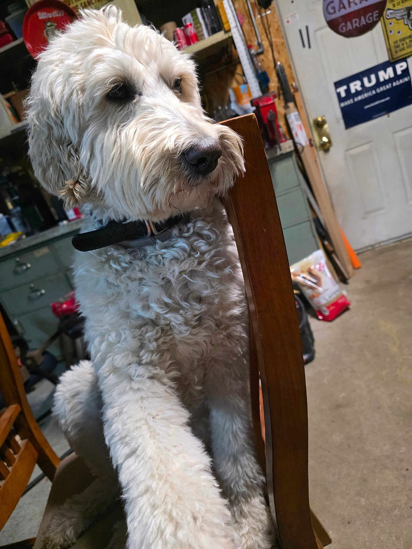 Nikki joined the competition — help win amazing prizes! dog, curly_fur, white_dog, wooden_chair, indoor, garage, workshop, furniture, pet, collar, side_view, animal, floor, sign, tools, sitting, calm, close_up, domestic, household