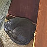 cat, black_cat, sleeping, resting, curled_up, loaf_position, furry, pet, animal, indoors, home, carpet, floor, furniture, chair, wood, shadow, cozy, relaxed, photography