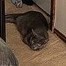 Summer joined the competition — help win amazing prizes! cat, gray_cat, pet, animal, feline, lying_down, carpet, hallway, indoors, home, floor, yellow_eyes, long_body, relaxed, alert, portrait, slipper, doorway, baseboard, shadow