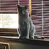 Summer is registered to the contest to win money with this photo: cat, charcoal_cat, pet, animal, sitting, windowsill, window, blinds, indoor, home, portrait, gray_fur, green_eyes, ears, tail, whiskers, sunlight, backlight, wood, calm