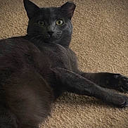 Summer is registered to the contest to win money with this photo: cat, black_cat, pet, feline, animal, carpet, indoor, portrait, close_up, lying_down, relaxed, staring, green_eyes, whiskers, ears, paws, fur, home, floor, photography