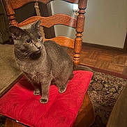 Summer is registered to the contest to win money with this photo: cat, gray_cat, feline, pet, animal, sitting, chair, cushion, red_cushion, wooden_furniture, indoors, home, dining_room, hardwood_floor, area_rug, golden_eyes, whiskers, short_hair, portrait, cozy