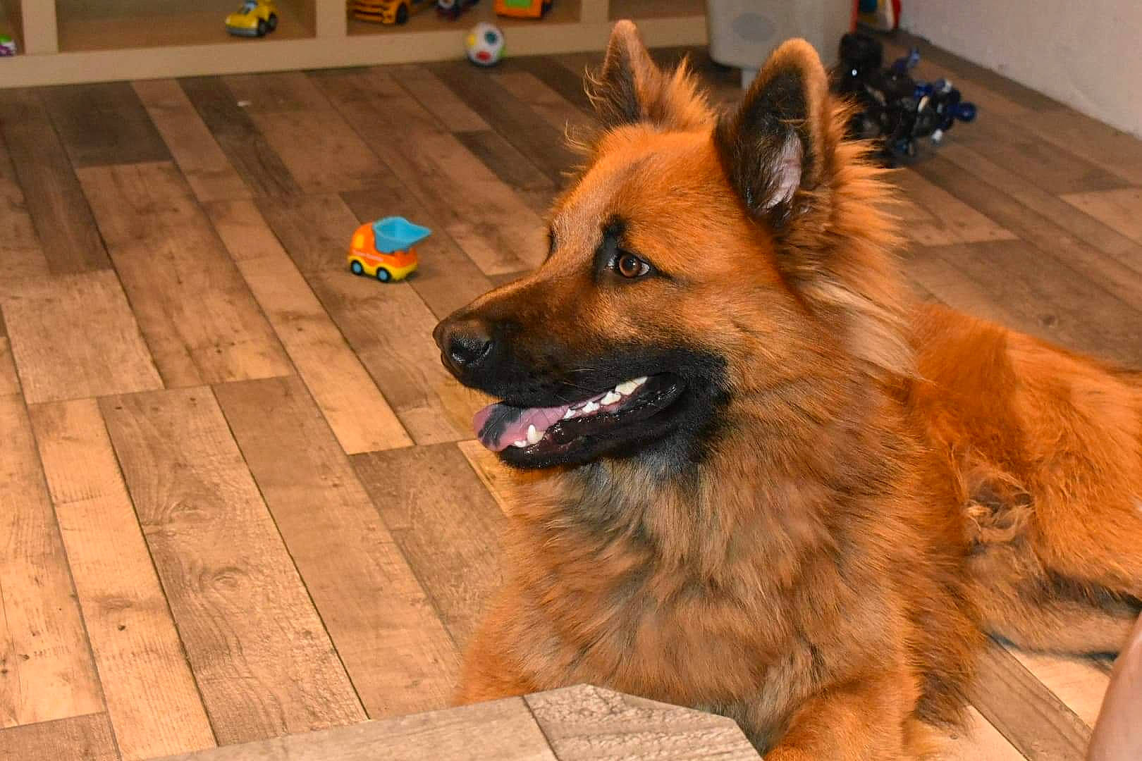 Pipo participe au concours pour gagner de l'argent avec cette photo : canidae, carnivore, companion_dog, dog, dog_breed, dog_supply, floor, flooring, fur, hardwood, plank, spitz, sporting_group, varnish, whiskers, wood, wood_flooring, wood_stain, working_animal, working_dog