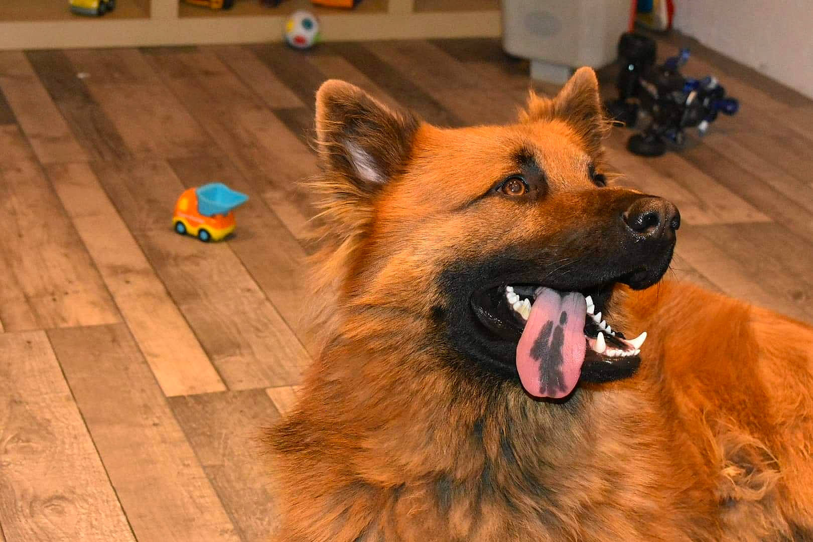 Pipo participe au concours pour gagner de l'argent avec cette photo : carnivore, companion_dog, dog, dog_breed, fawn, flooring, fur, hardwood, laminate_flooring, liver, non_sporting_group, plank, snout, varnish, whiskers, wood, wood_flooring, wood_stain, working_animal, working_dog