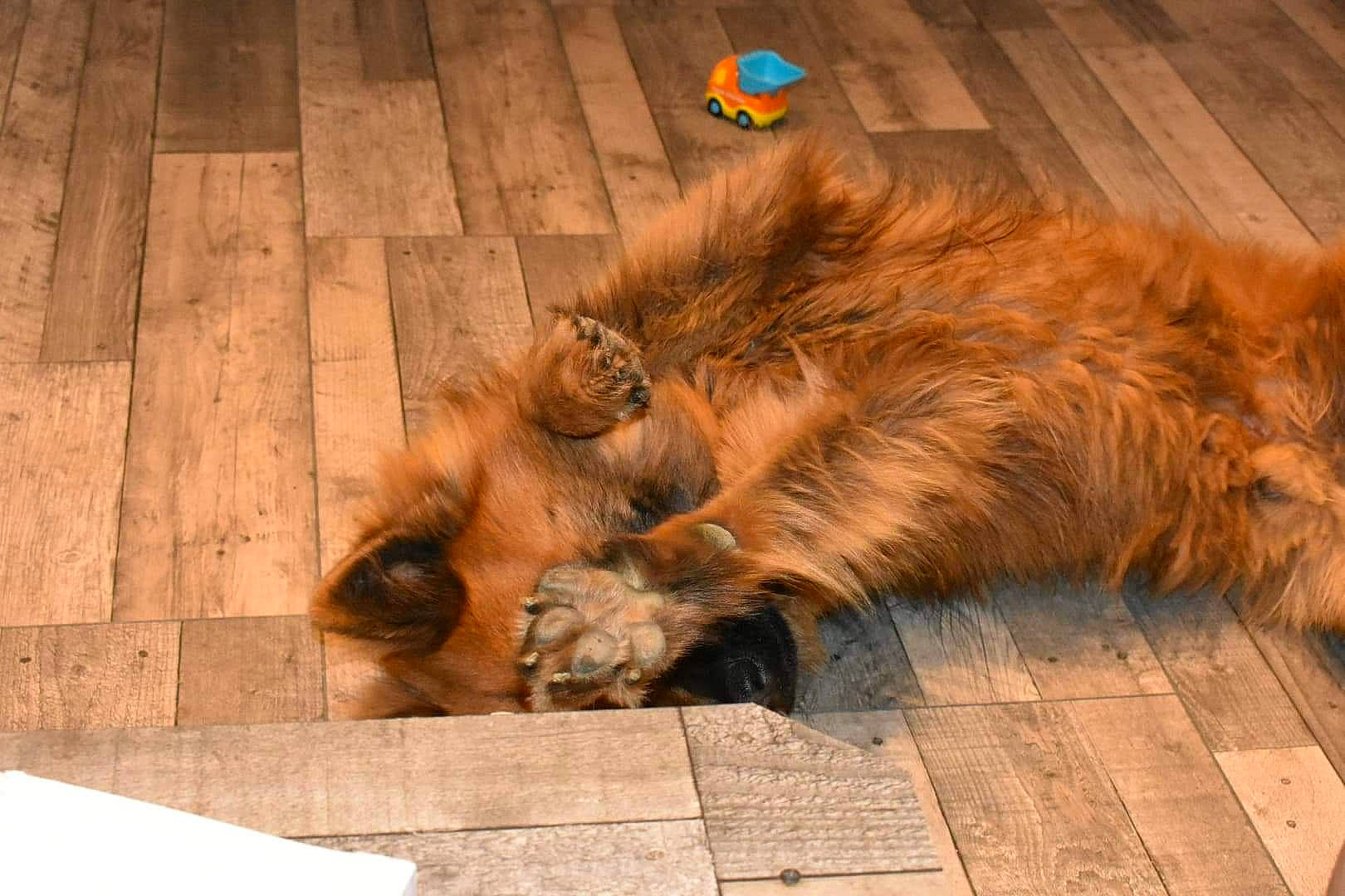 Pipo participe au concours pour gagner de l'argent avec cette photo : big_cats, carnivore, cat, companion_dog, dog_breed, fawn, felidae, floor, flooring, fur, hardwood, liver, masai_lion, paw, small_to_medium_sized_cats, snout, tail, terrestrial_animal, whiskers, wood