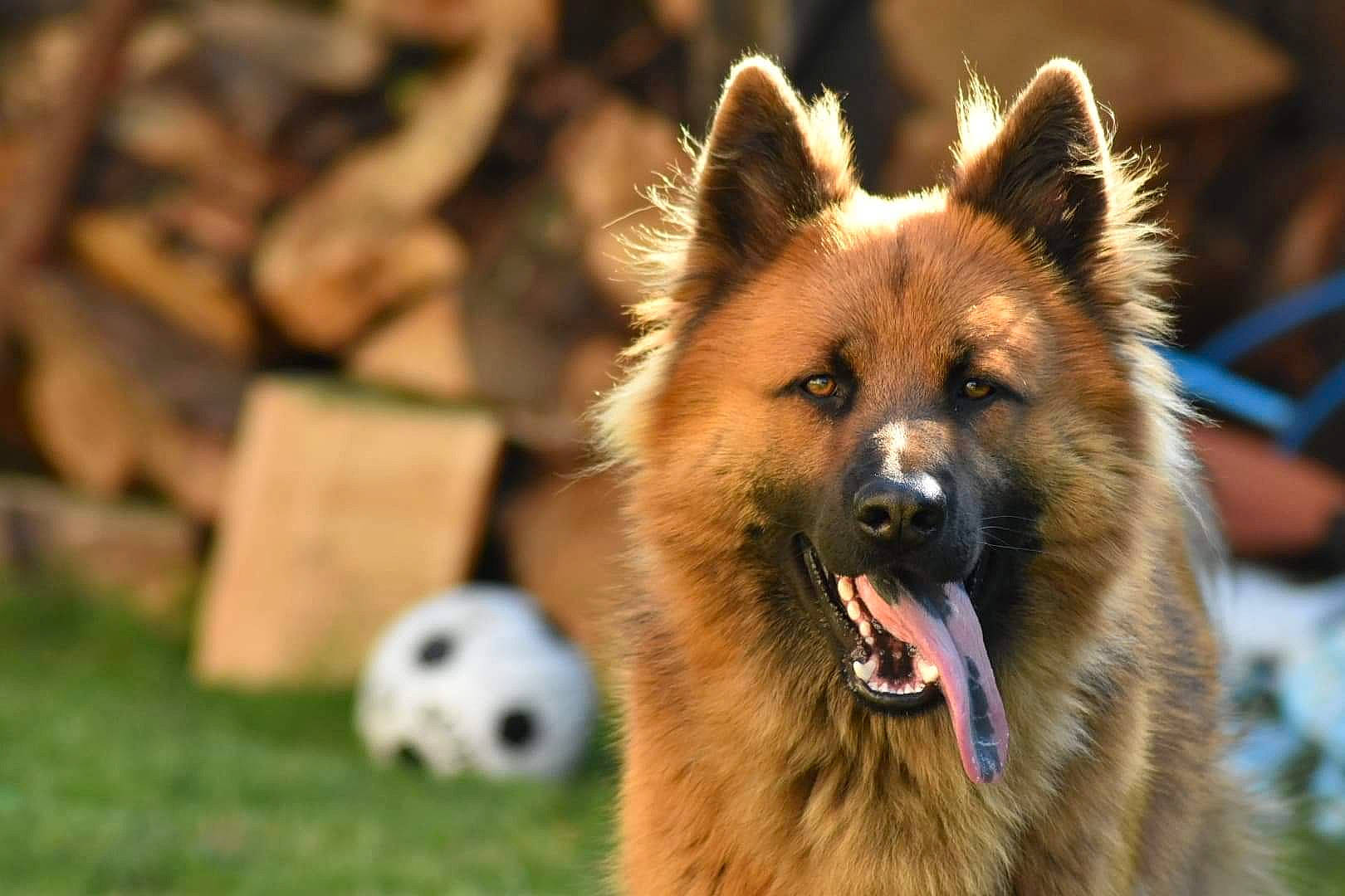 Pipo participe au concours pour gagner de l'argent avec cette photo : ball, biting, canidae, carnivore, companion_dog, dog, dog_breed, eye, fawn, fur, grass, plant, snout, spitz, sporting_group, sports_equipment, terrestrial_animal, whiskers, wildlife, working_animal