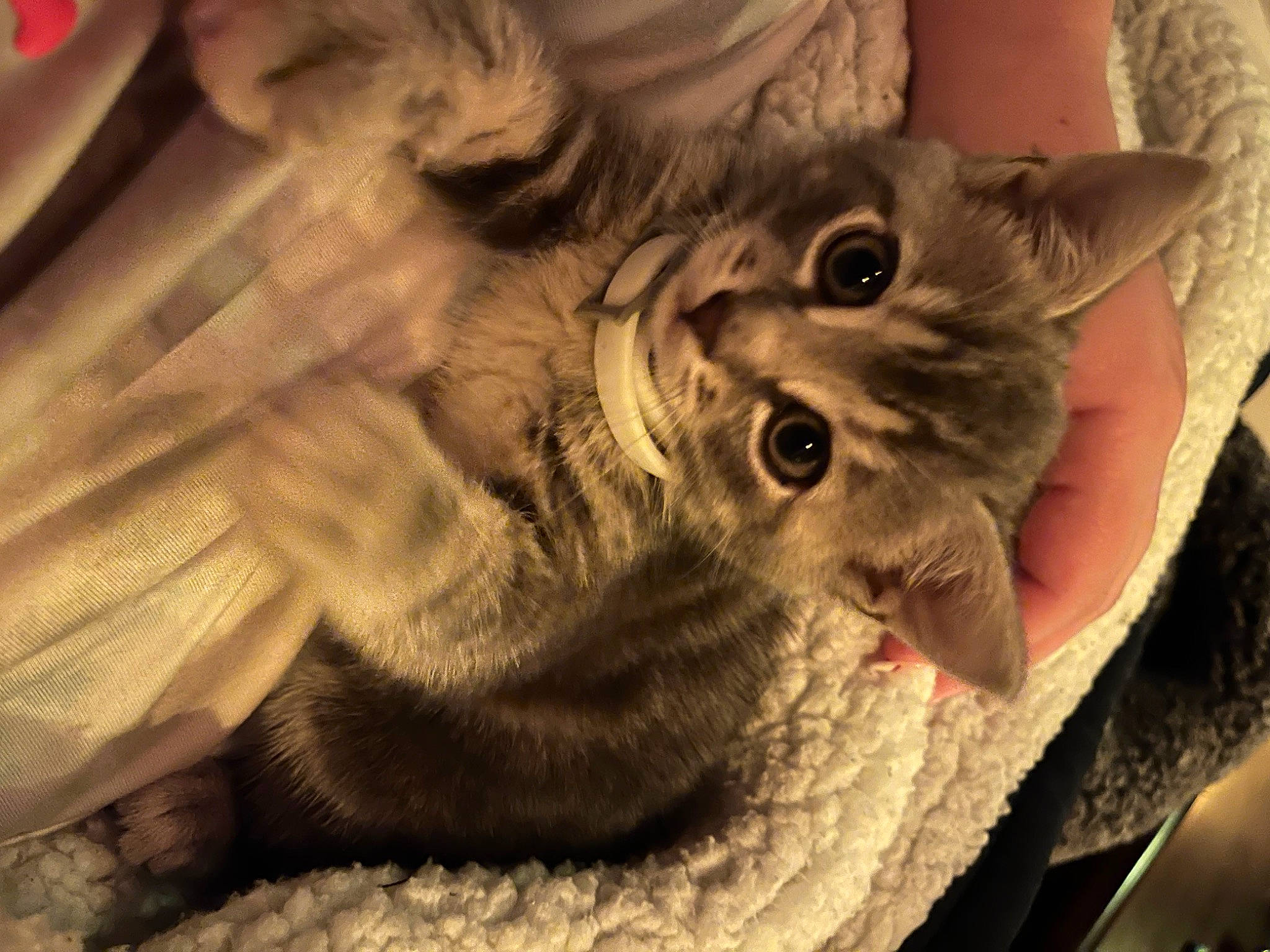 Luna joined the competition — help win amazing prizes! black_cat, carnivore, cat, claw, comfort, domestic_short_haired_cat, ear, felidae, fur, grey, norwegian_forest_cat, paw, small_to_medium_sized_cats, snout, tail, vertebrate, whiskers, wildlife