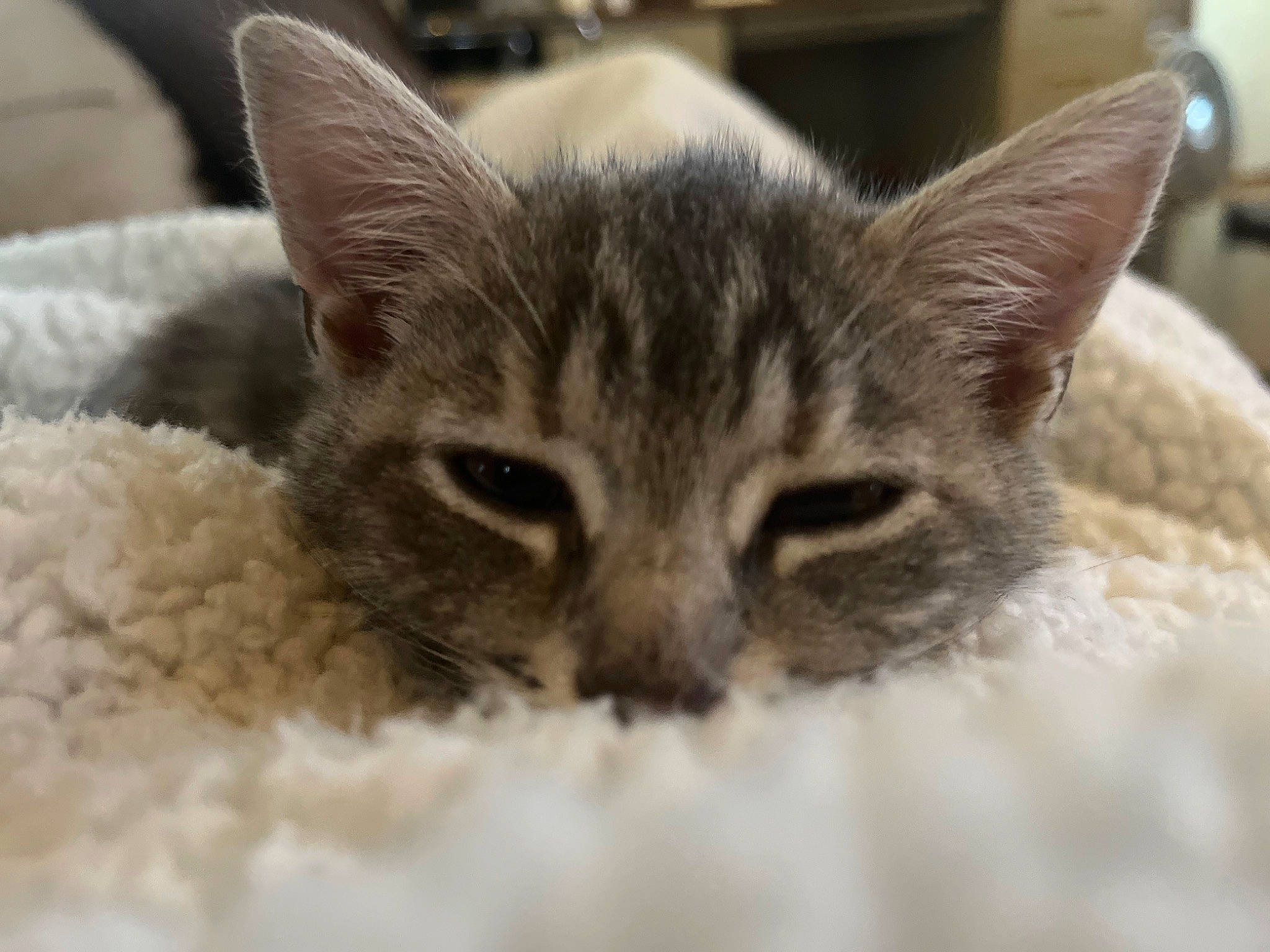 Luna joined the competition — help win amazing prizes! carnivore, cat, claw, comfort, domestic_short_haired_cat, fawn, felidae, fur, paw, small_to_medium_sized_cats, snout, terrestrial_animal, whiskers, wildlife, window