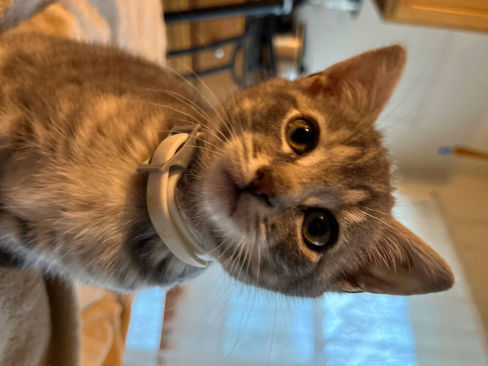 Luna is registered to the contest to win money with this photo: carnivore, cat, cat_supply, claw, collar, domestic_short_haired_cat, ear, fawn, felidae, fur, paw, pet_supply, small_to_medium_sized_cats, snout, tail, terrestrial_animal, whiskers