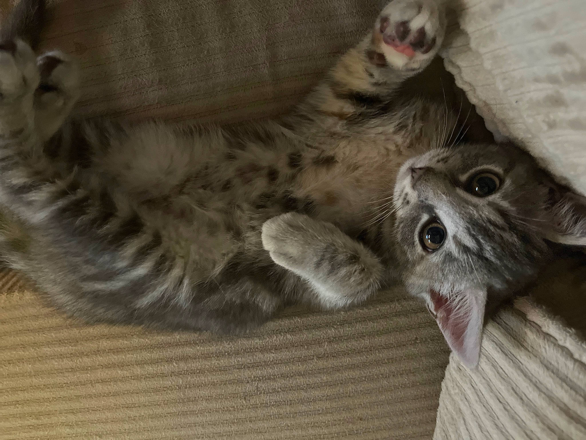 Luna joined the competition — help win amazing prizes! carnivore, cat, claw, comfort, domestic_short_haired_cat, felidae, fur, grey, paw, small_to_medium_sized_cats, snout, tail, whiskers, wood