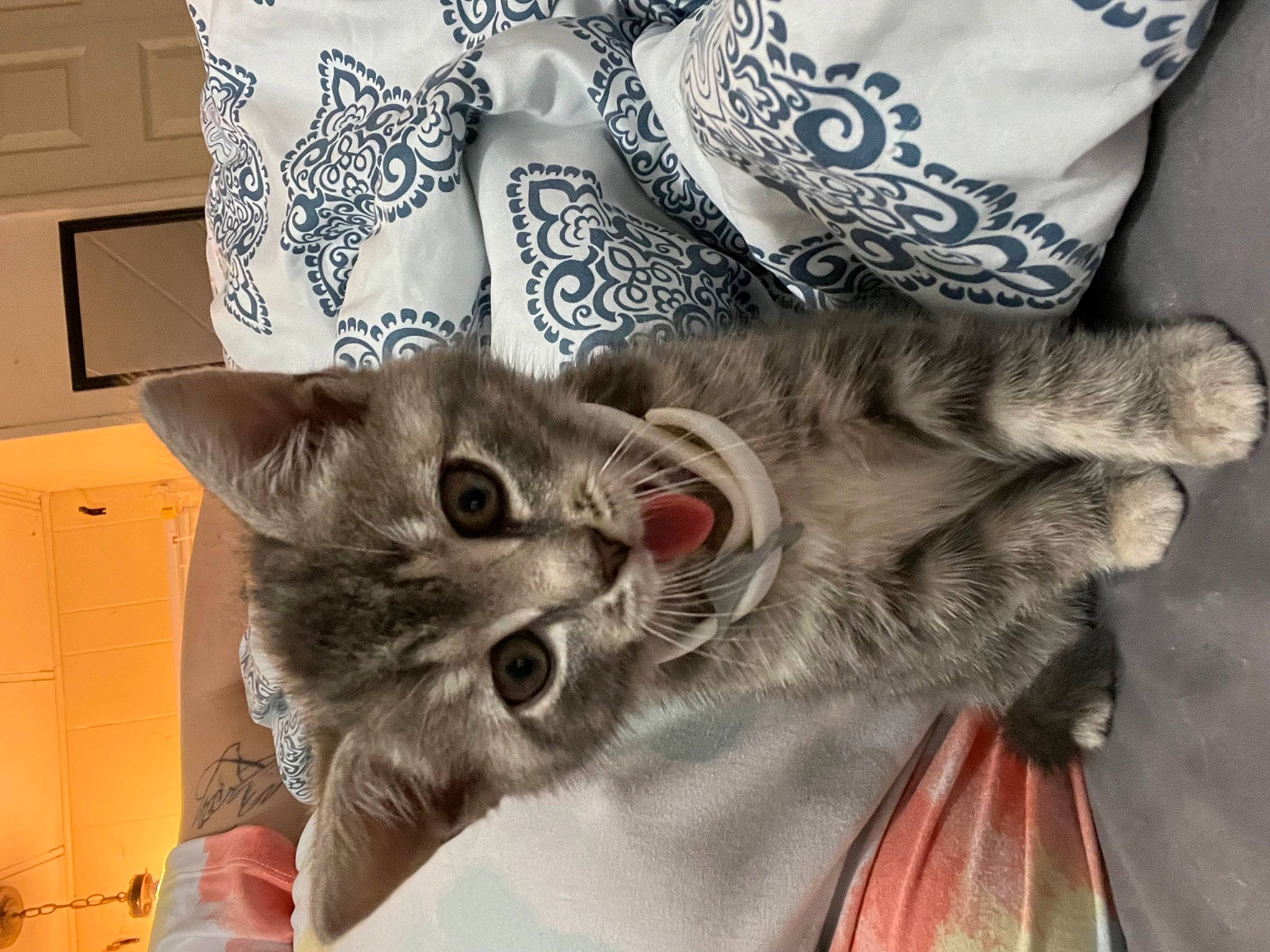 Luna is registered to the contest to win money with this photo: bag, carnivore, cat, claw, comfort, domestic_short_haired_cat, fashion_accessory, felidae, fur, grey, linens, paw, plant, sleeve, small_to_medium_sized_cats, snout, tail, whiskers