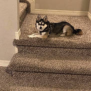 Karma is registered to the contest to win money with this photo: animal, blue_eyes, canine, carpet, comfortable, dog, domestic_animal, ears, fur, home, house, indoor, looking, muzzle, pet, quiet, resting, stairs, tail, wall