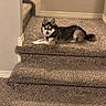 animal, blue_eyes, canine, carpet, comfortable, dog, domestic_animal, ears, fur, home, house, indoor, looking, muzzle, pet, quiet, resting, stairs, tail, wall
