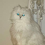 Phin joined the competition — help win amazing prizes! cat, white_cat, fluffy, long_hair, pet, animal, indoor, furniture, lamp, sitting, portrait, cute, feline, domestic_cat, whiskers, ears, eyes, nose, paws, shelf