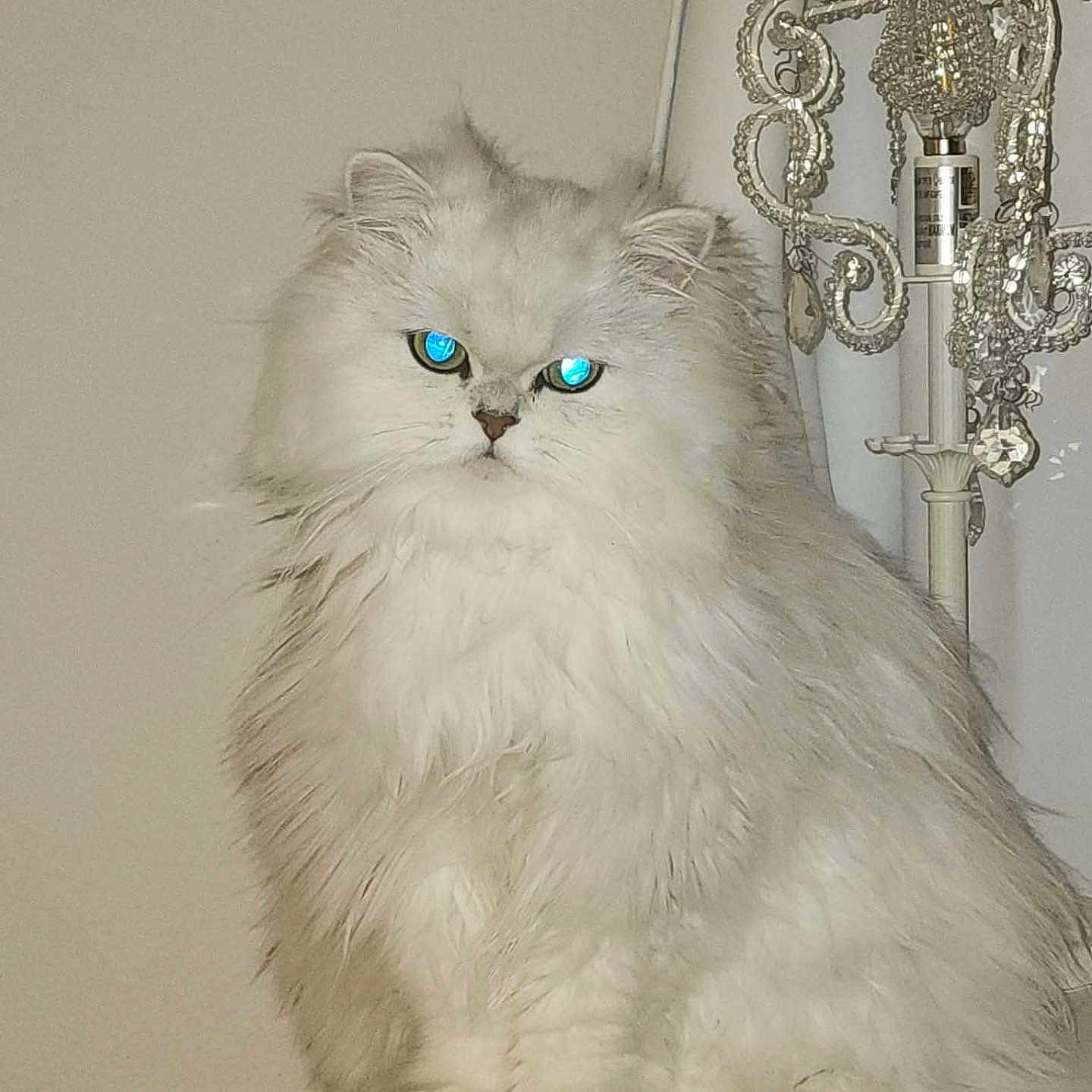 Phin joined the competition — help win amazing prizes! animal, cat, cute, domestic_cat, ears, eyes, feline, fluffy, furniture, indoor, lamp, long_hair, nose, paws, pet, portrait, shelf, sitting, whiskers, white_cat