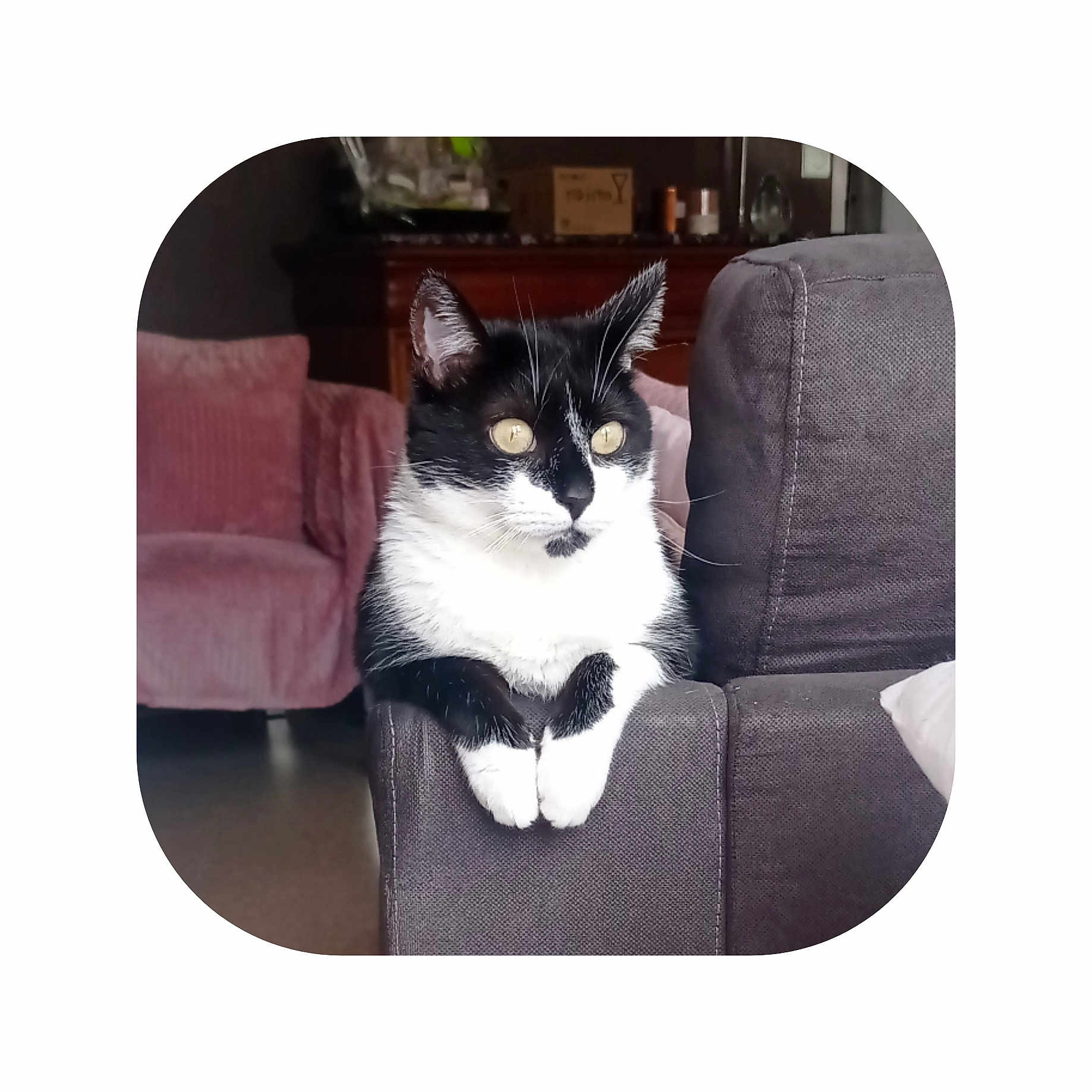 Oana a rejoint le concours — aidez-le/la à gagner de superbes lots ! animal, architecture, armchair, building, cat, chair, couch, cushion, den, furniture, homedecor, indoors, interiordesign, kitten, livingroom, manx, person, pet, room, sleeping